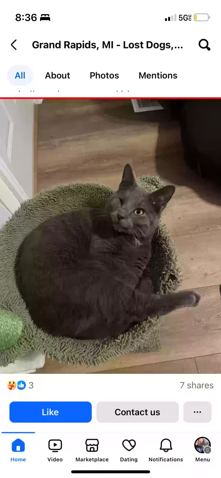 Lost cat in Grand Rapids, MI, 49505