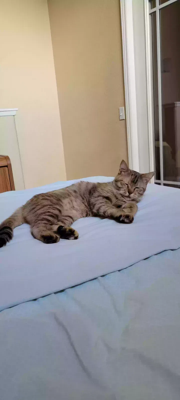 Lost cat in Laguna Niguel, CA, 92677