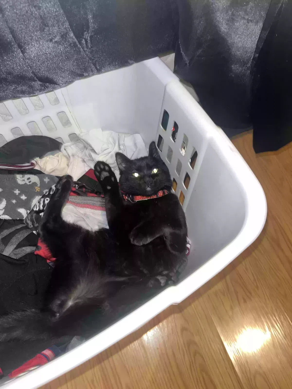 Lost cat in Las Vegas, NV, 89113