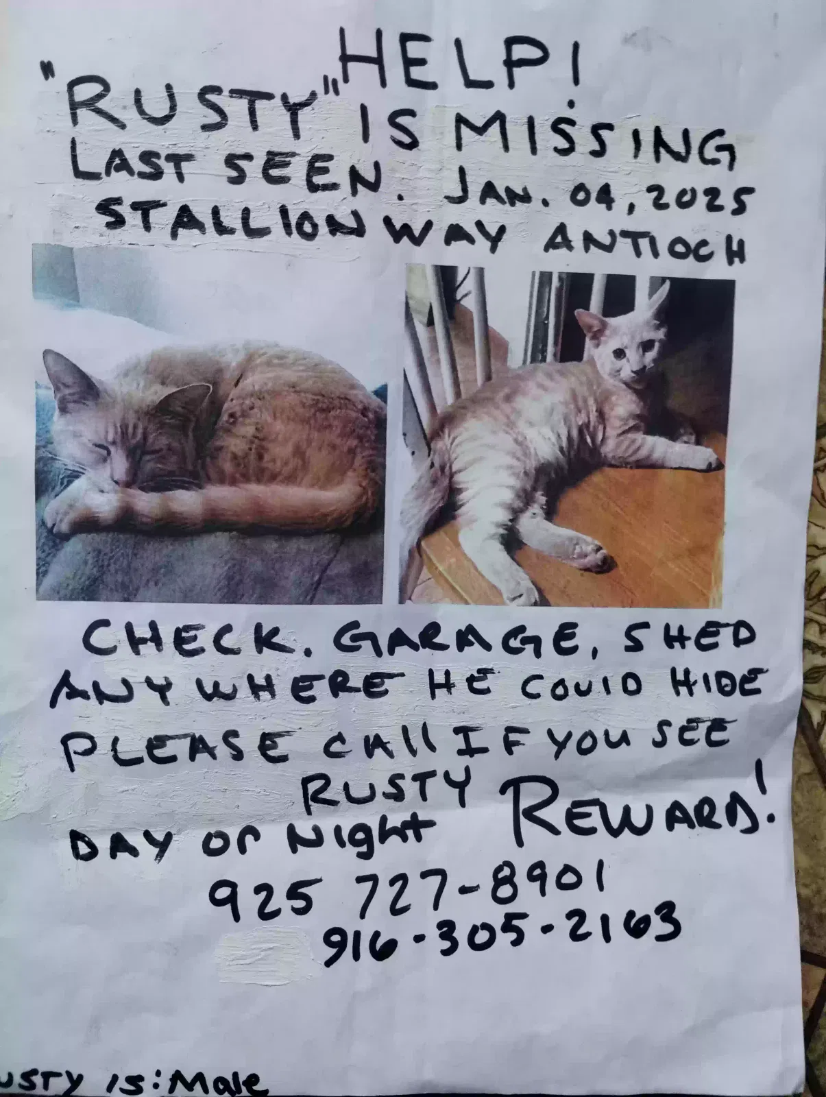 Lost cat in Antioch, CA, 94509