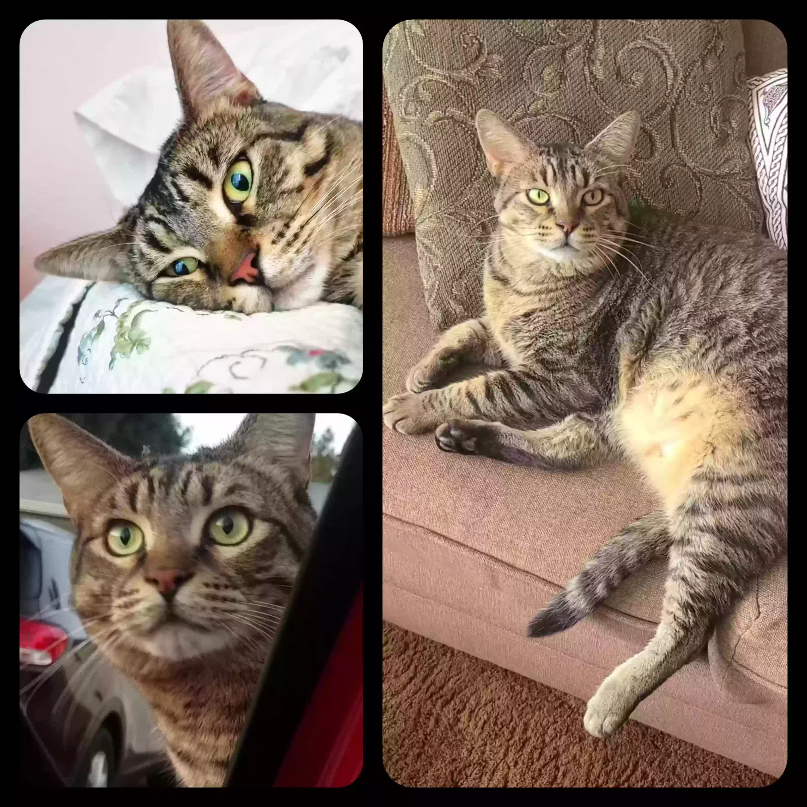 Lost cat in Glendale, AZ, 85302