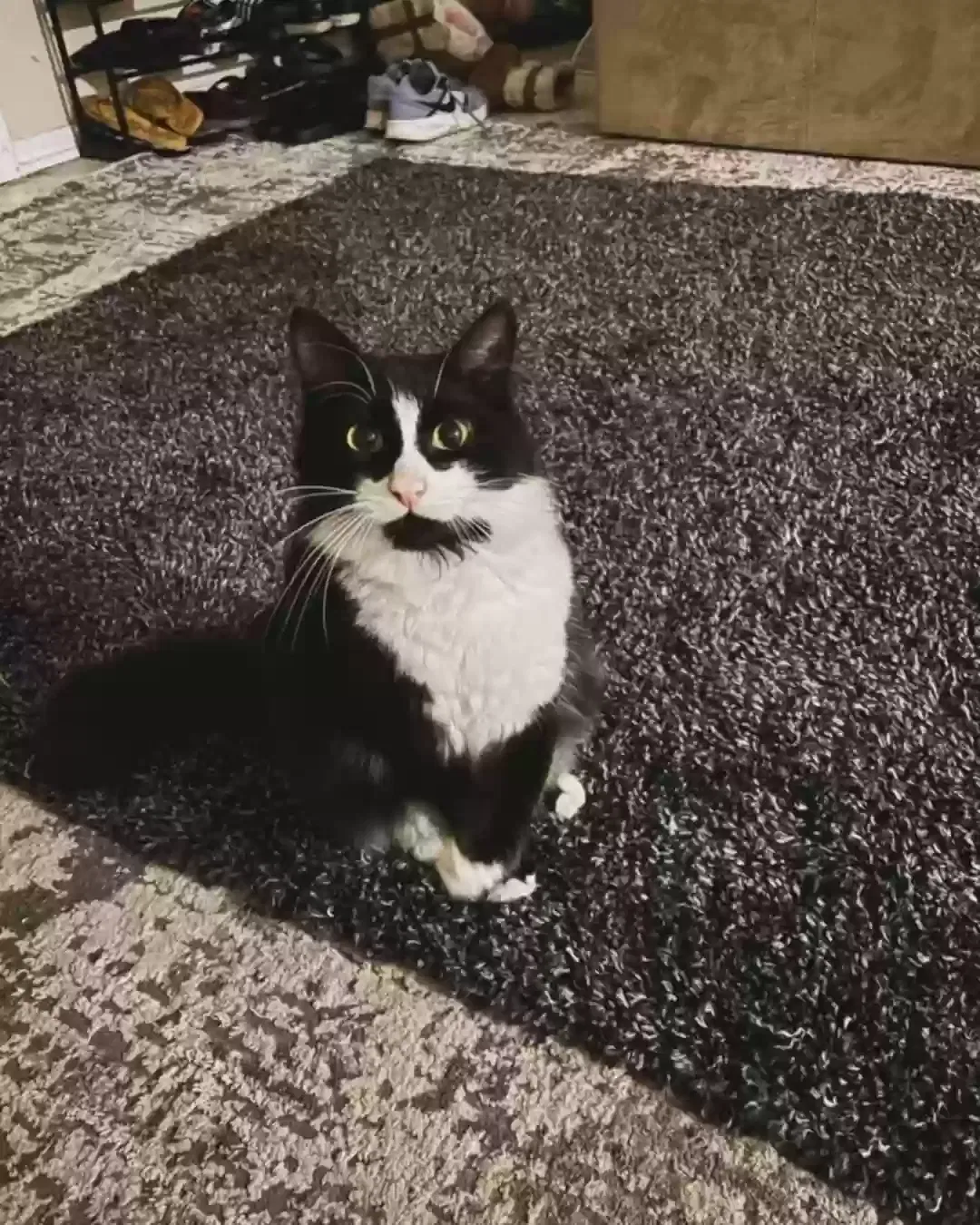 Lost cat in Palm Bay, FL, 32905