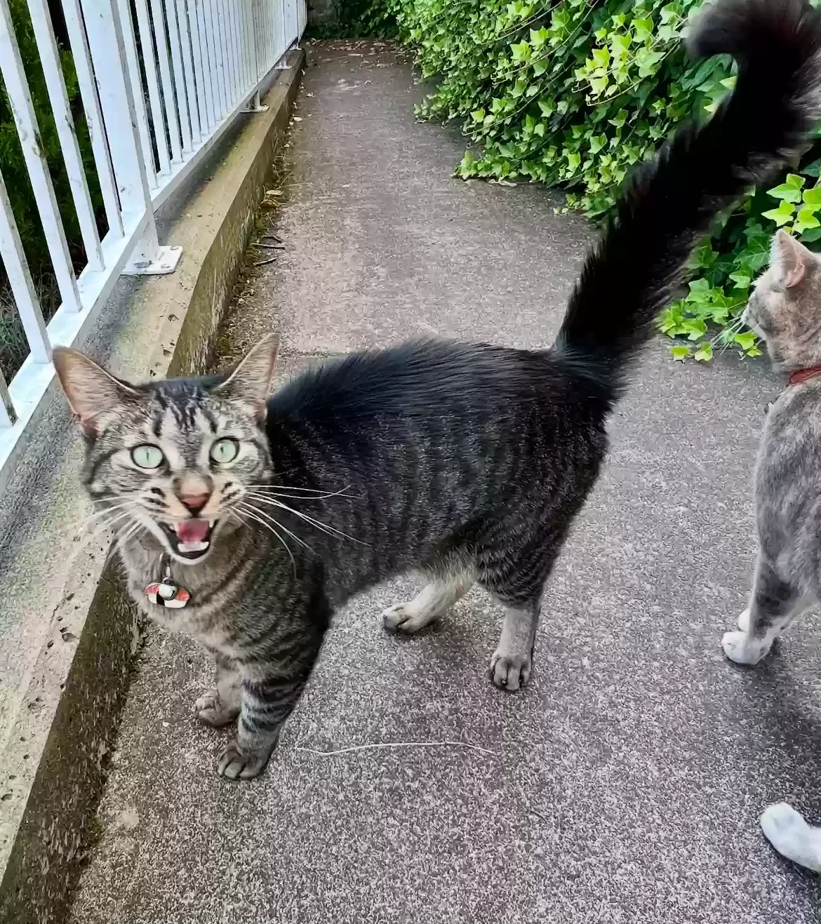 Lost cat in Seattle, WA, 98122