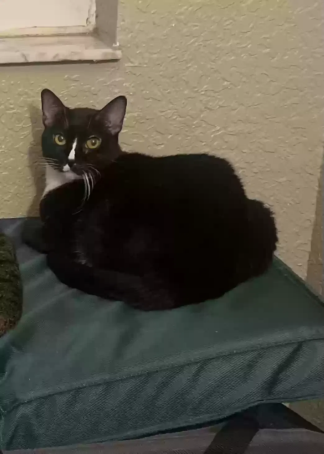 Lost cat in Palm Bay, FL, 32909