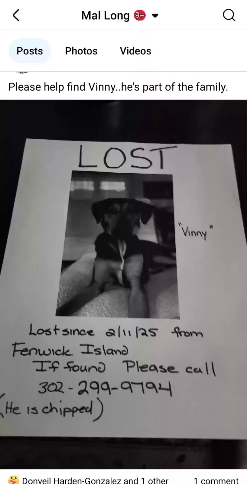 Lost dog in Fenwick Island, DE, 19944