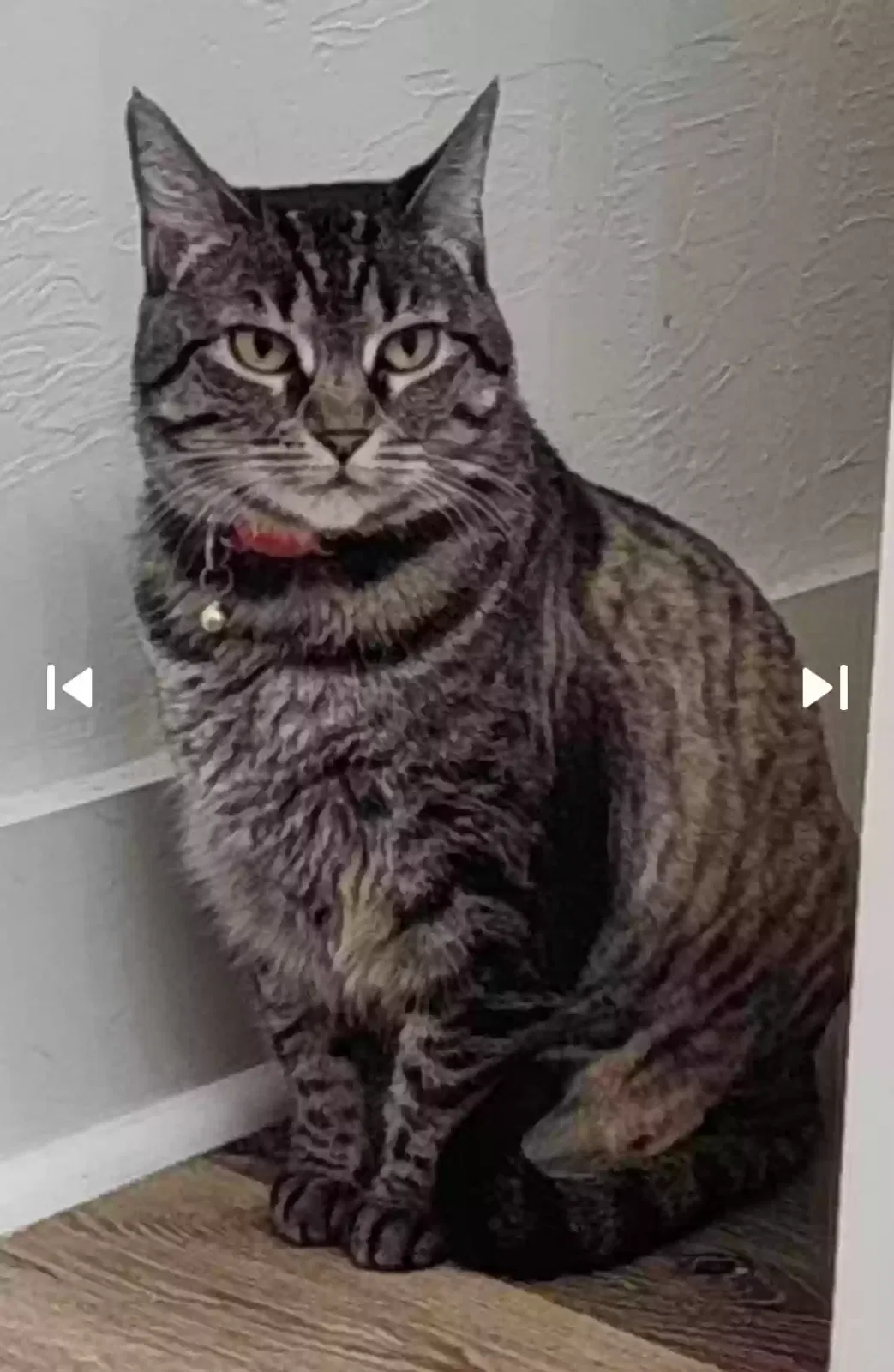Lost cat in Tallahassee, FL, 32309