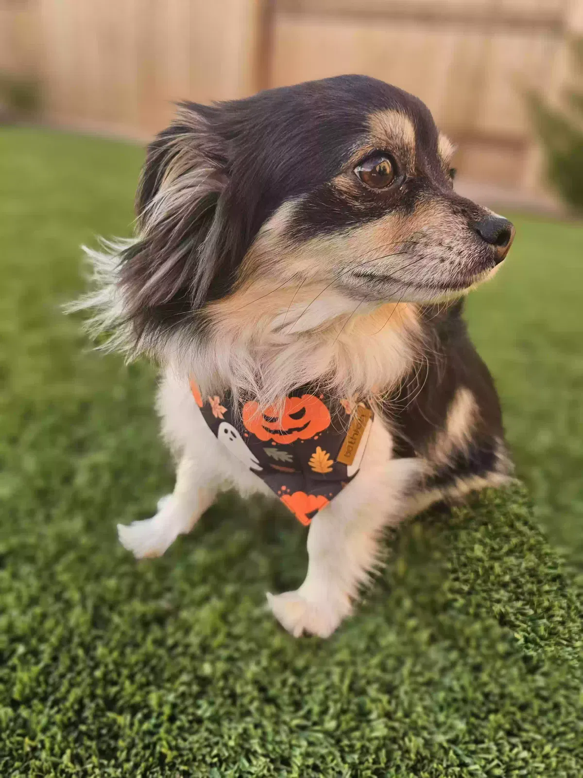 Lost dog in Reno, NV, 89506