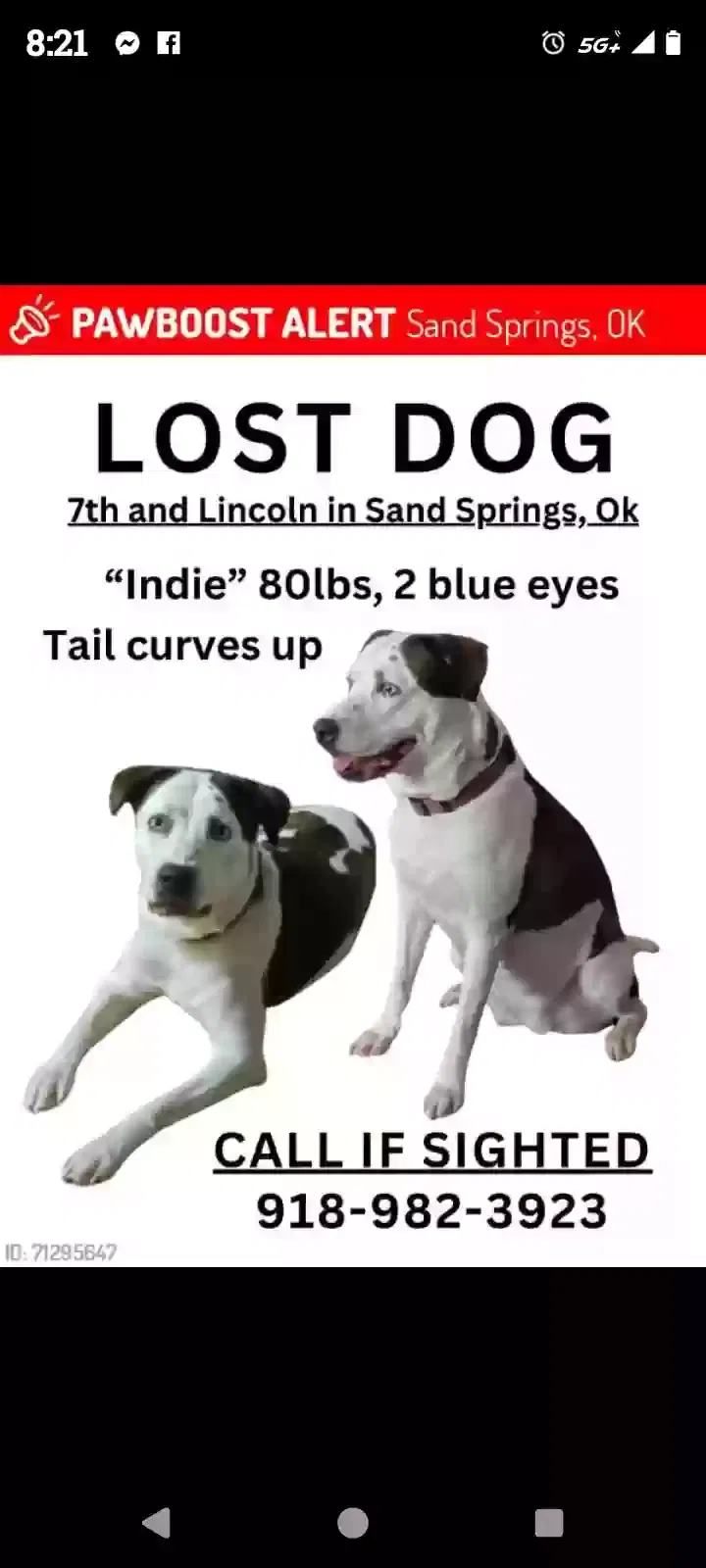 Lost dog in Sand Springs, OK, 74063