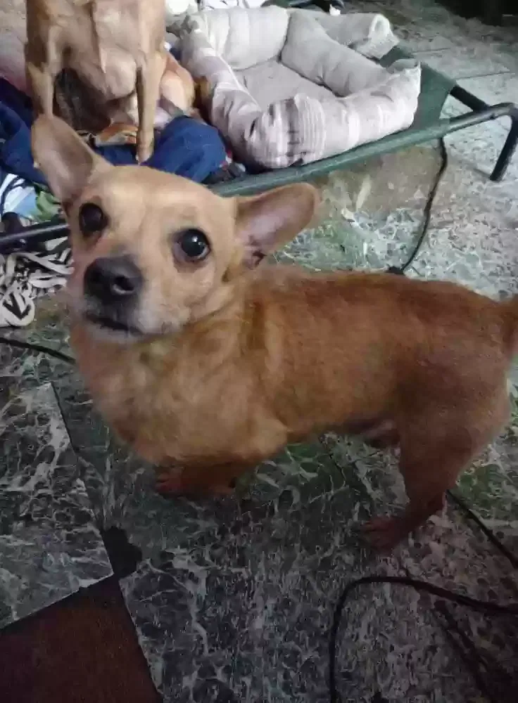 Lost dog in Soddy Daisy, TN, 37379