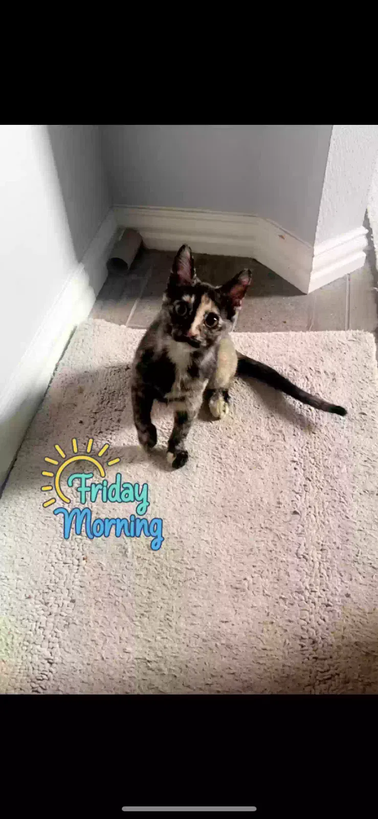 Lost cat in Denton, TX, 76210