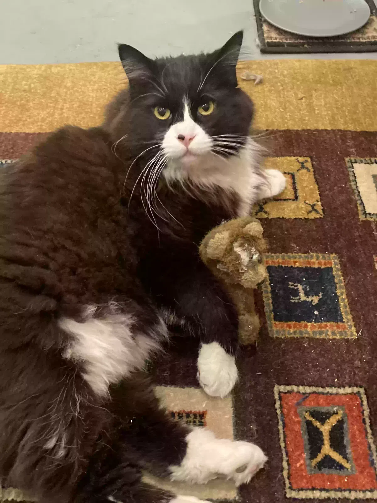 Lost cat in Denver, CO, 80204