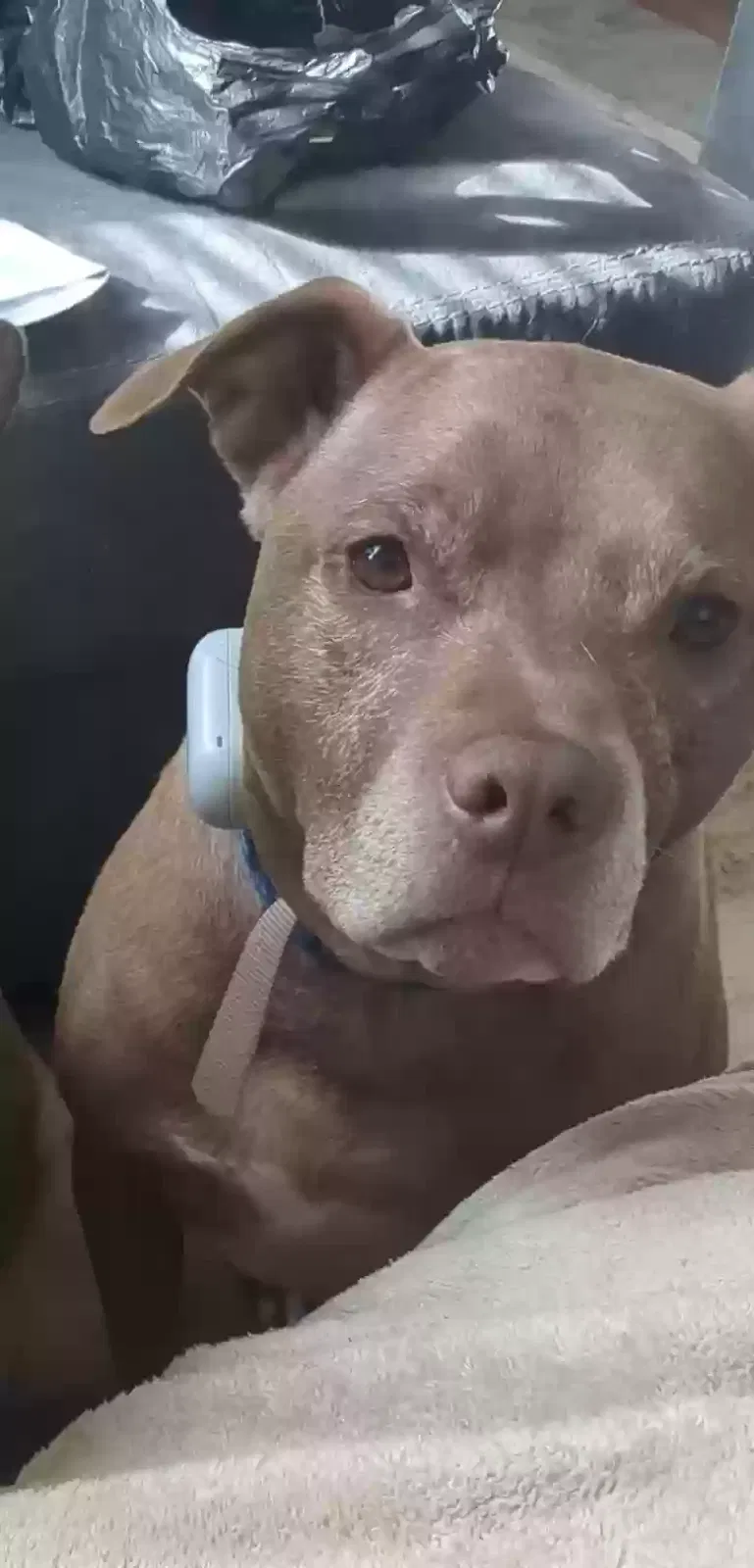 Lost dog in Rock Hill, SC, 29730