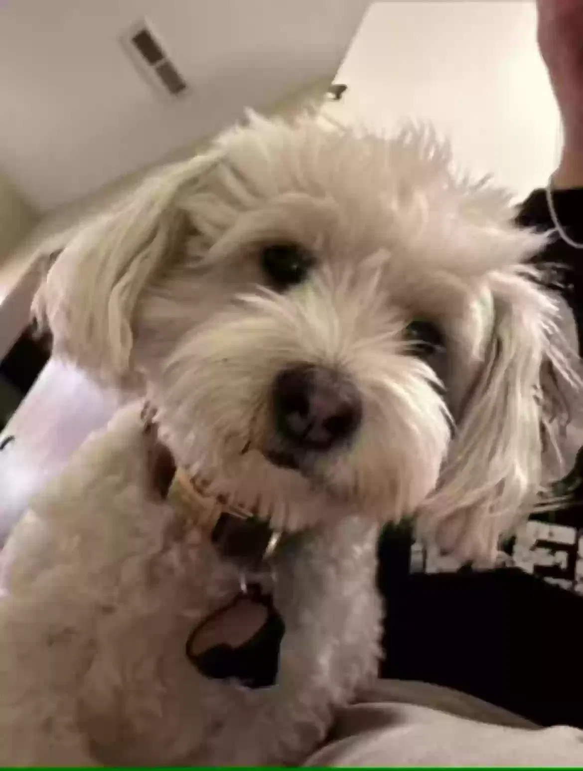 Lost dog in San Jose, CA, 95110
