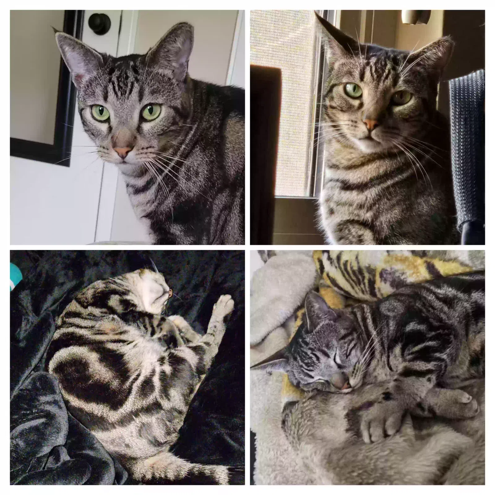 Lost cat in Lake Forest, CA, 92630