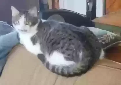 Lost cat in Modesto, CA, 95350