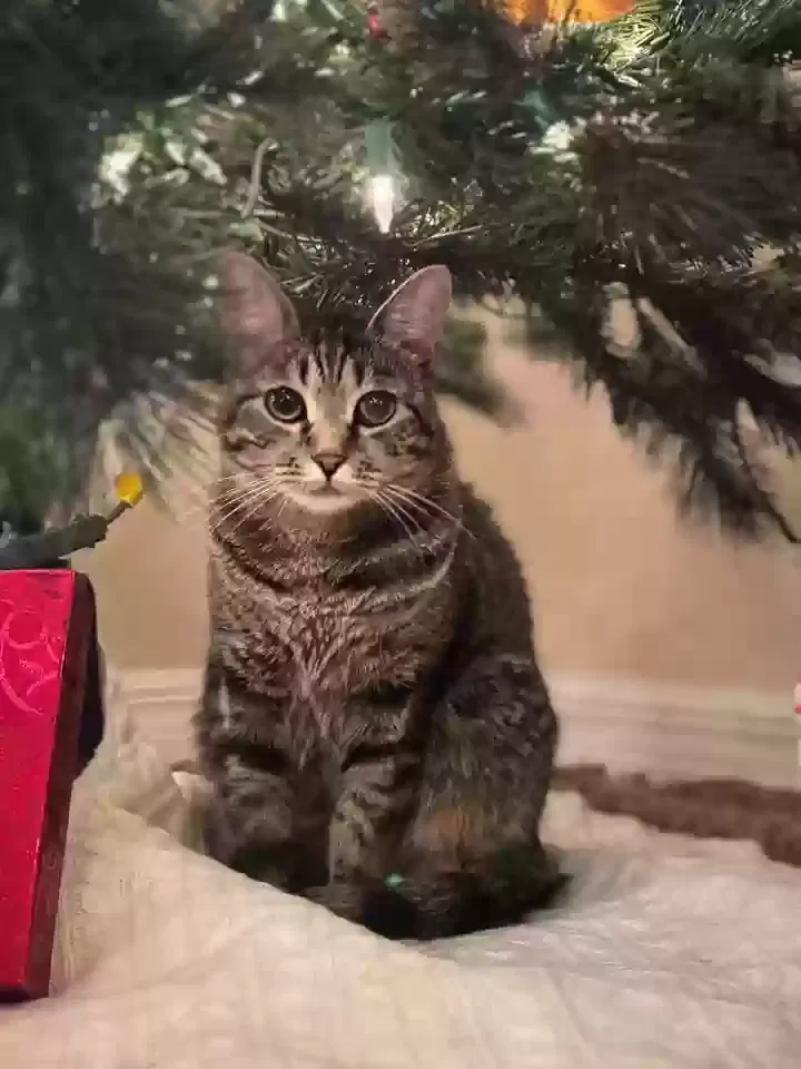Lost cat in Cape Coral, FL, 33914
