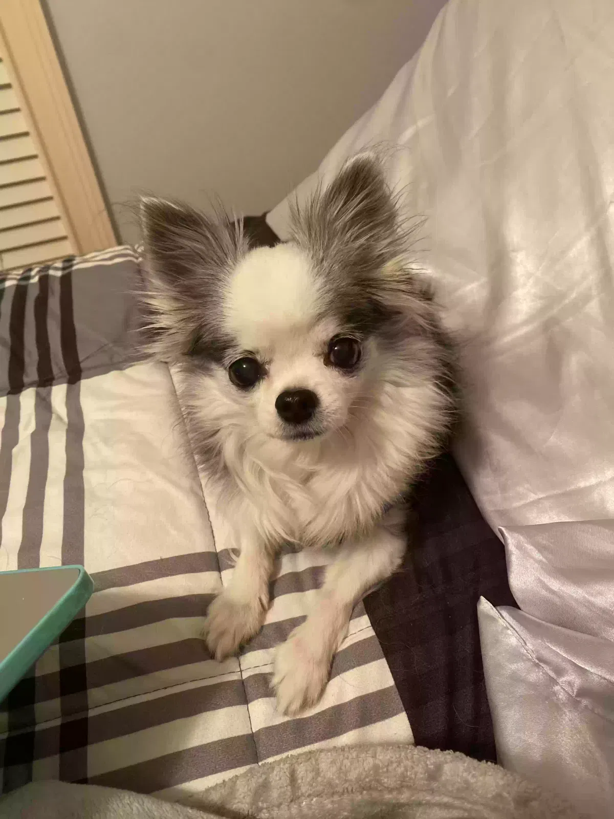 Lost dog in Landrum, SC, 29356