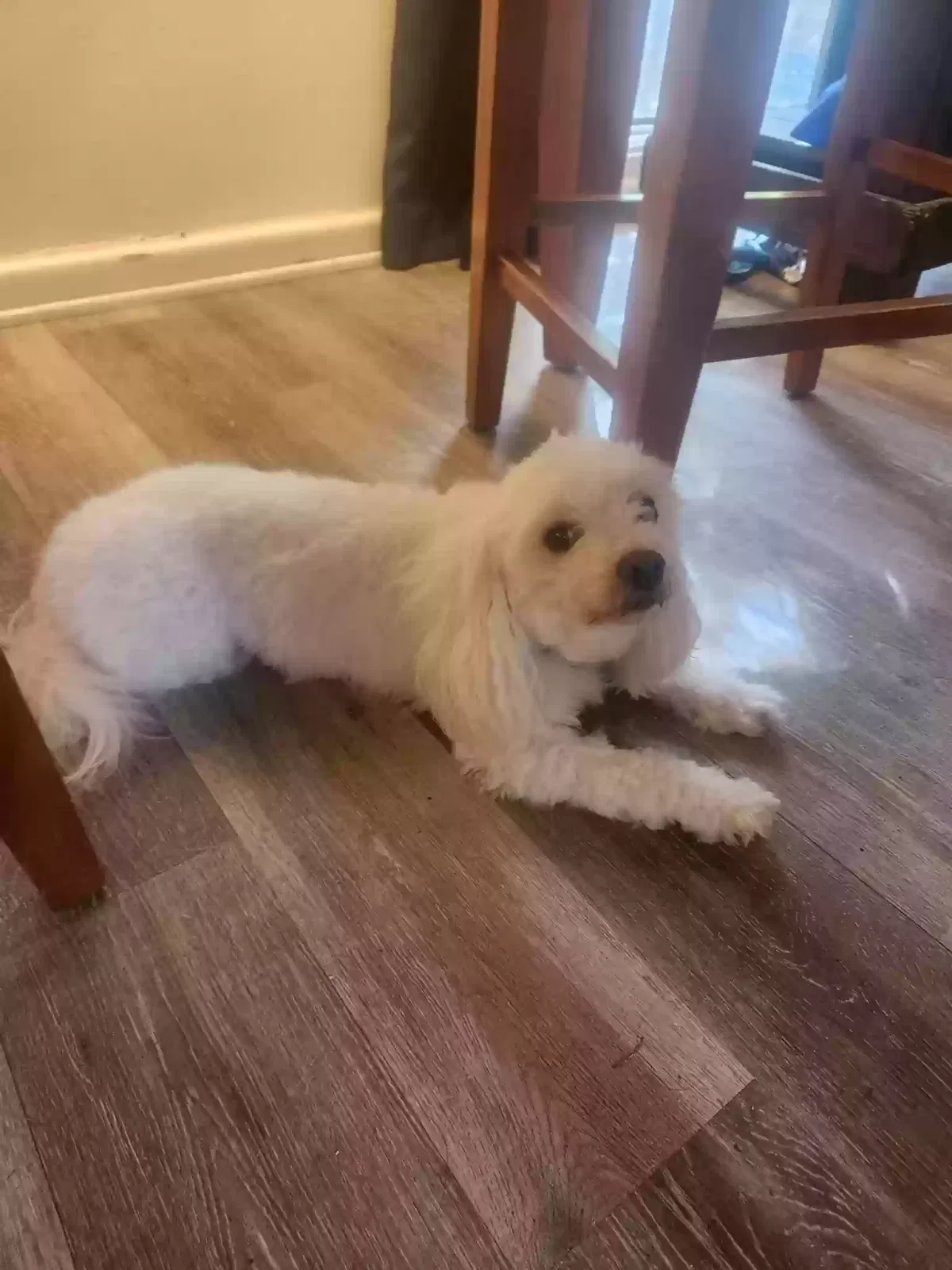 Lost dog in Little Rock, AR, 72209