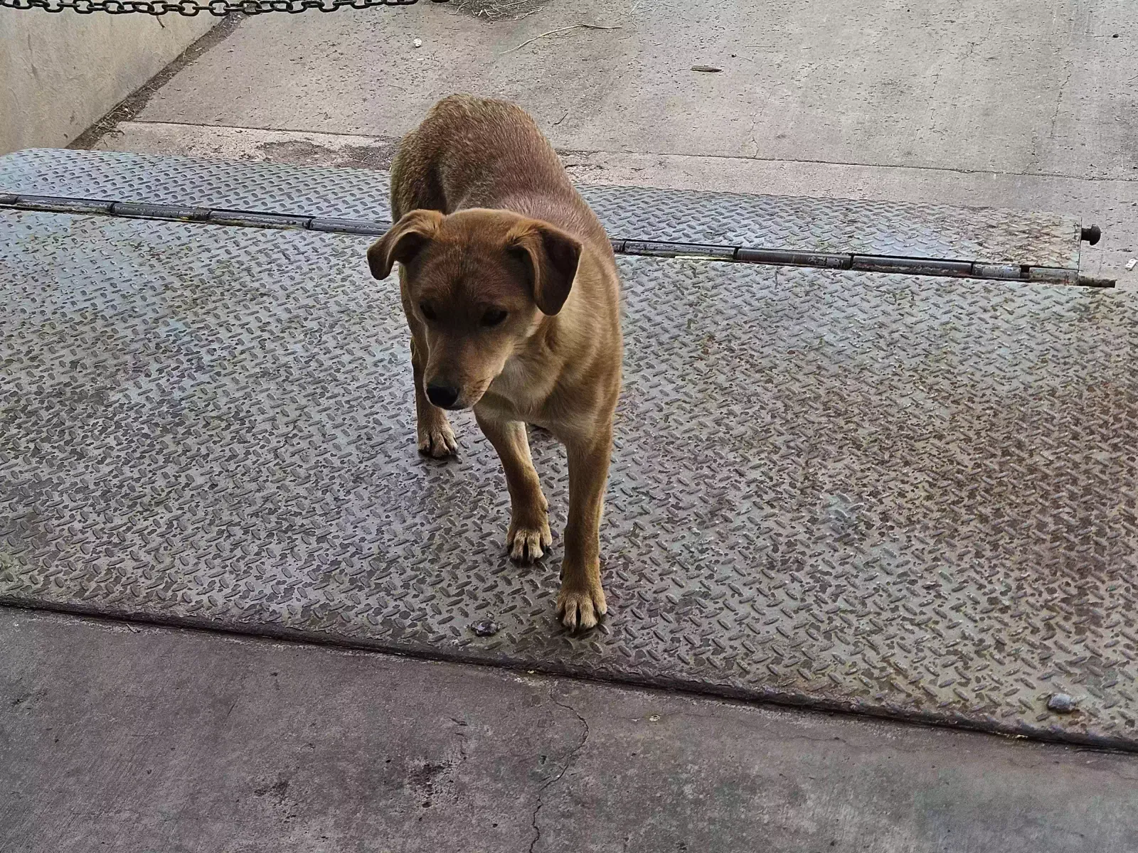Found dog in Grants, NM, 87020
