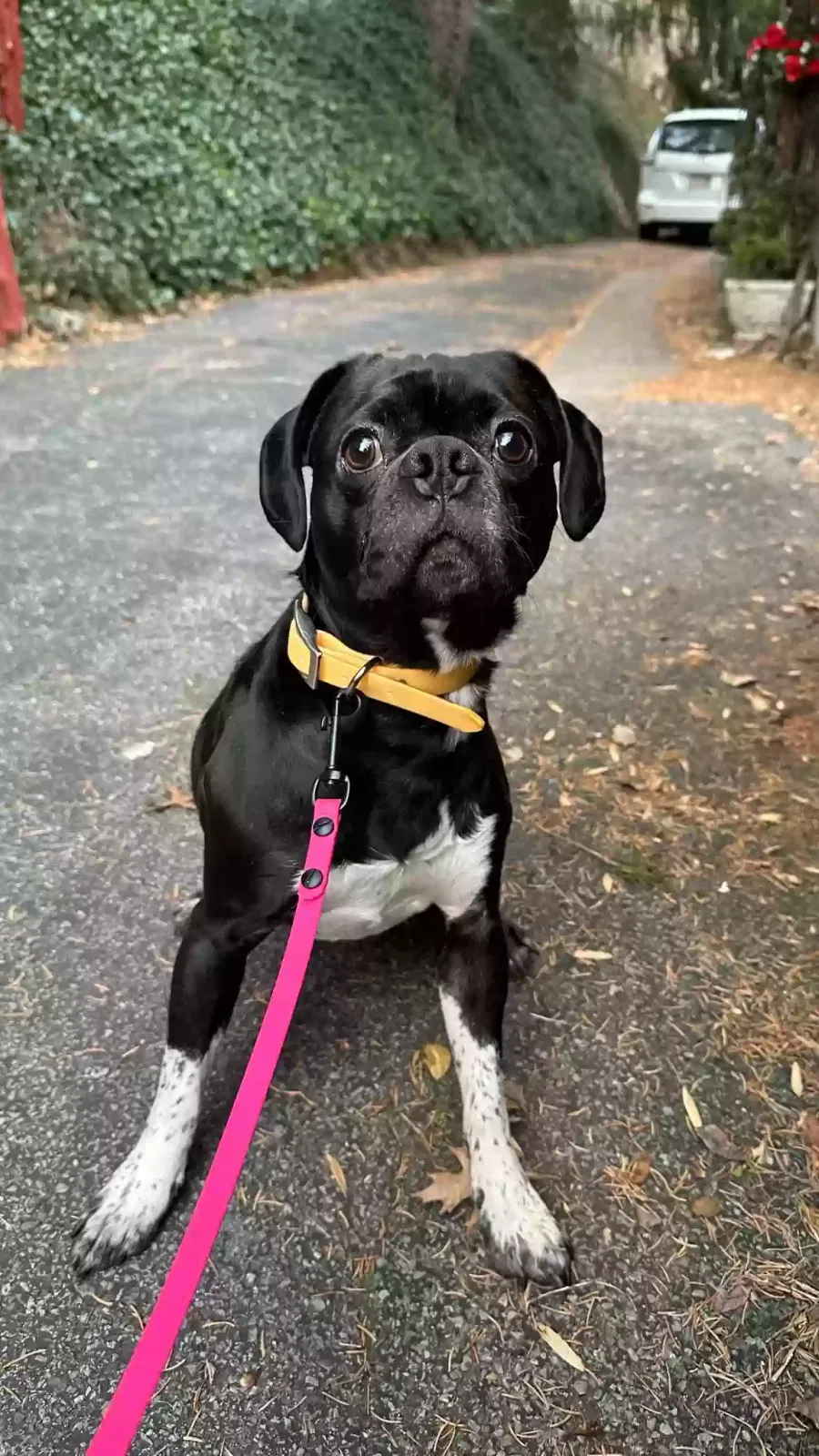Lost dog in Cincinnati, OH, 45237