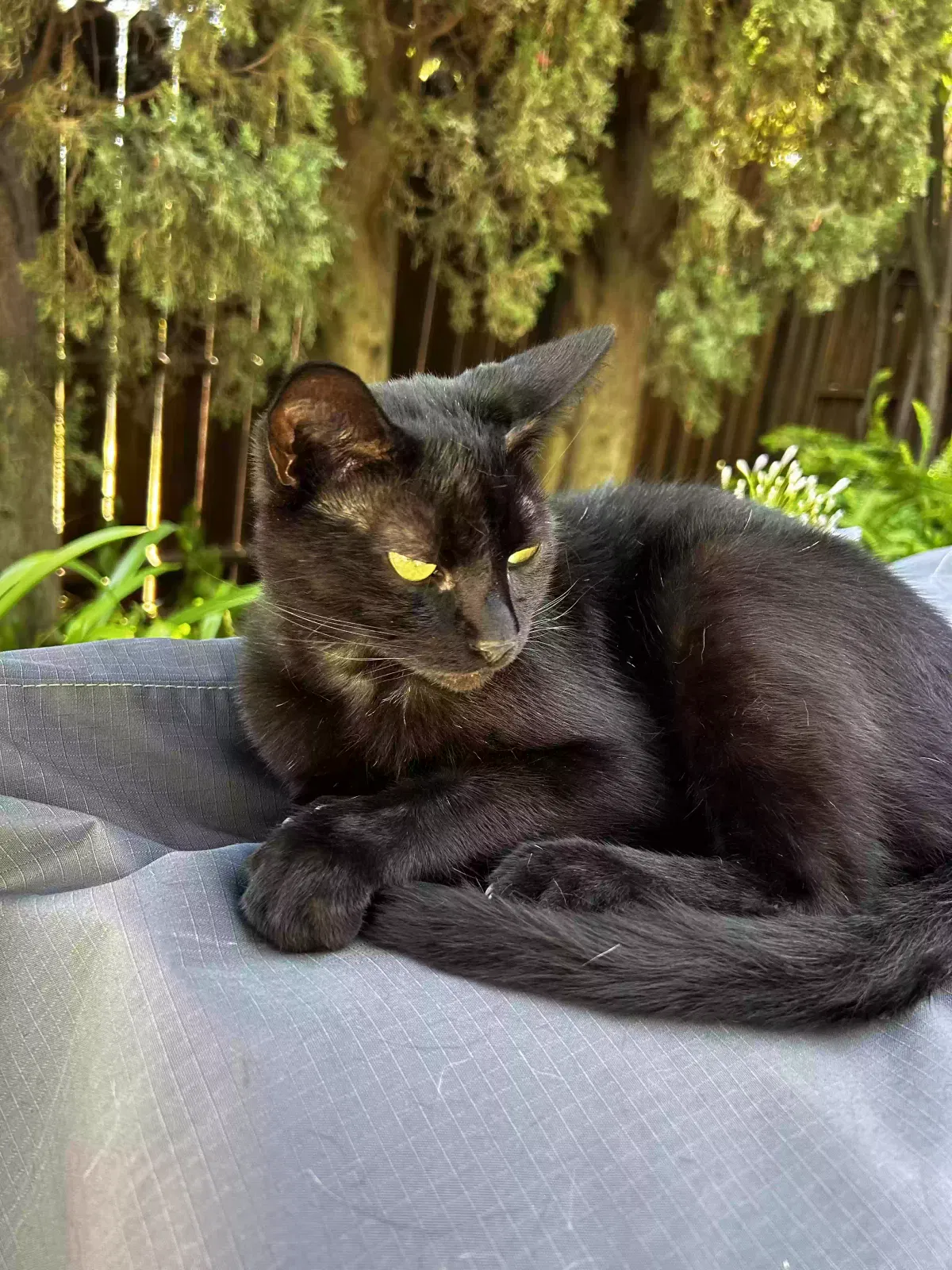 Lost cat in Orangevale, CA, 95662