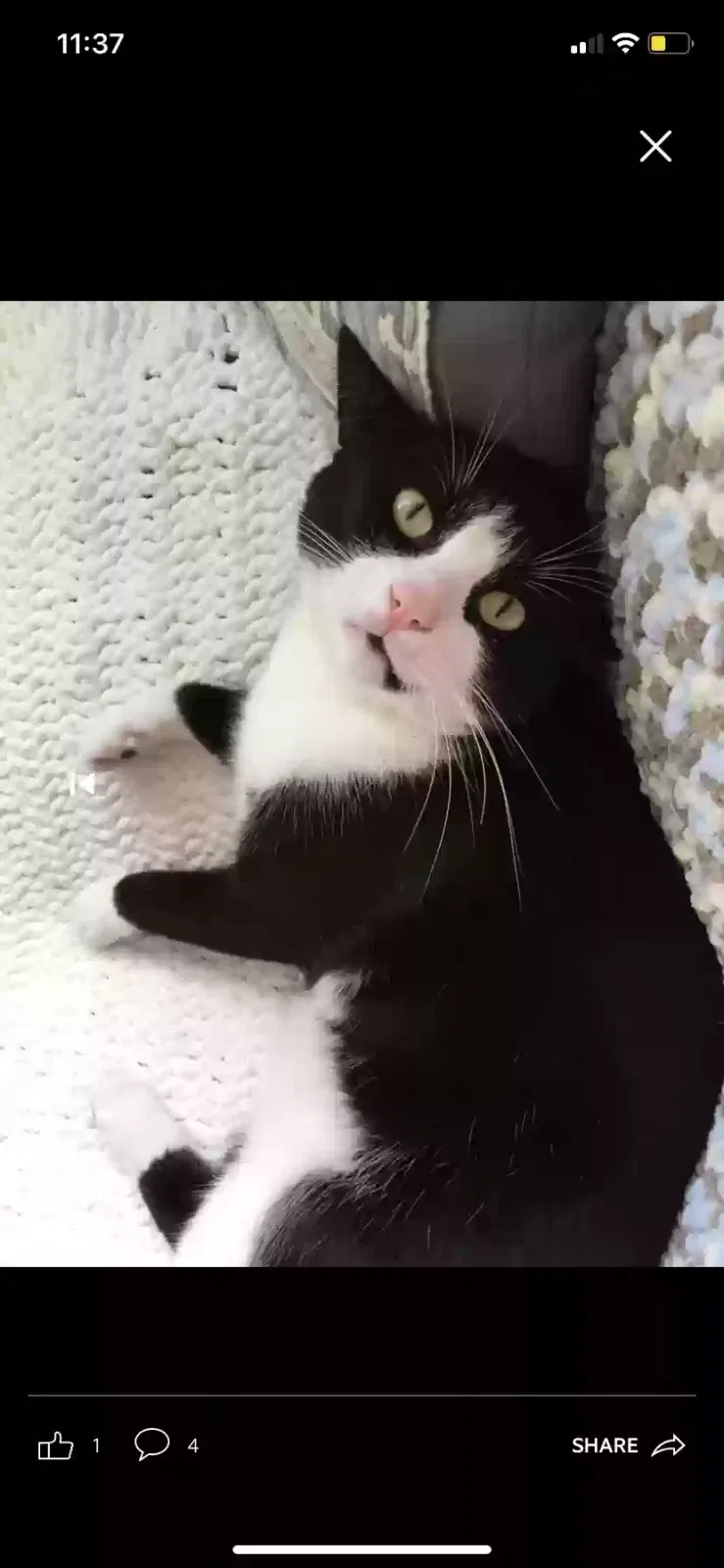 Lost cat in Pompano Beach, FL, 33063