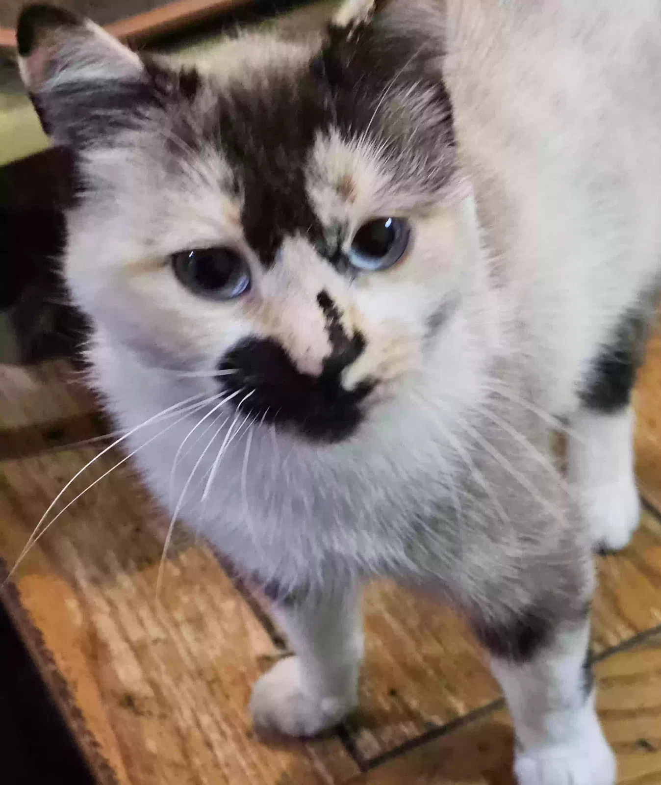 Lost cat in Beaverton, OR, 97006