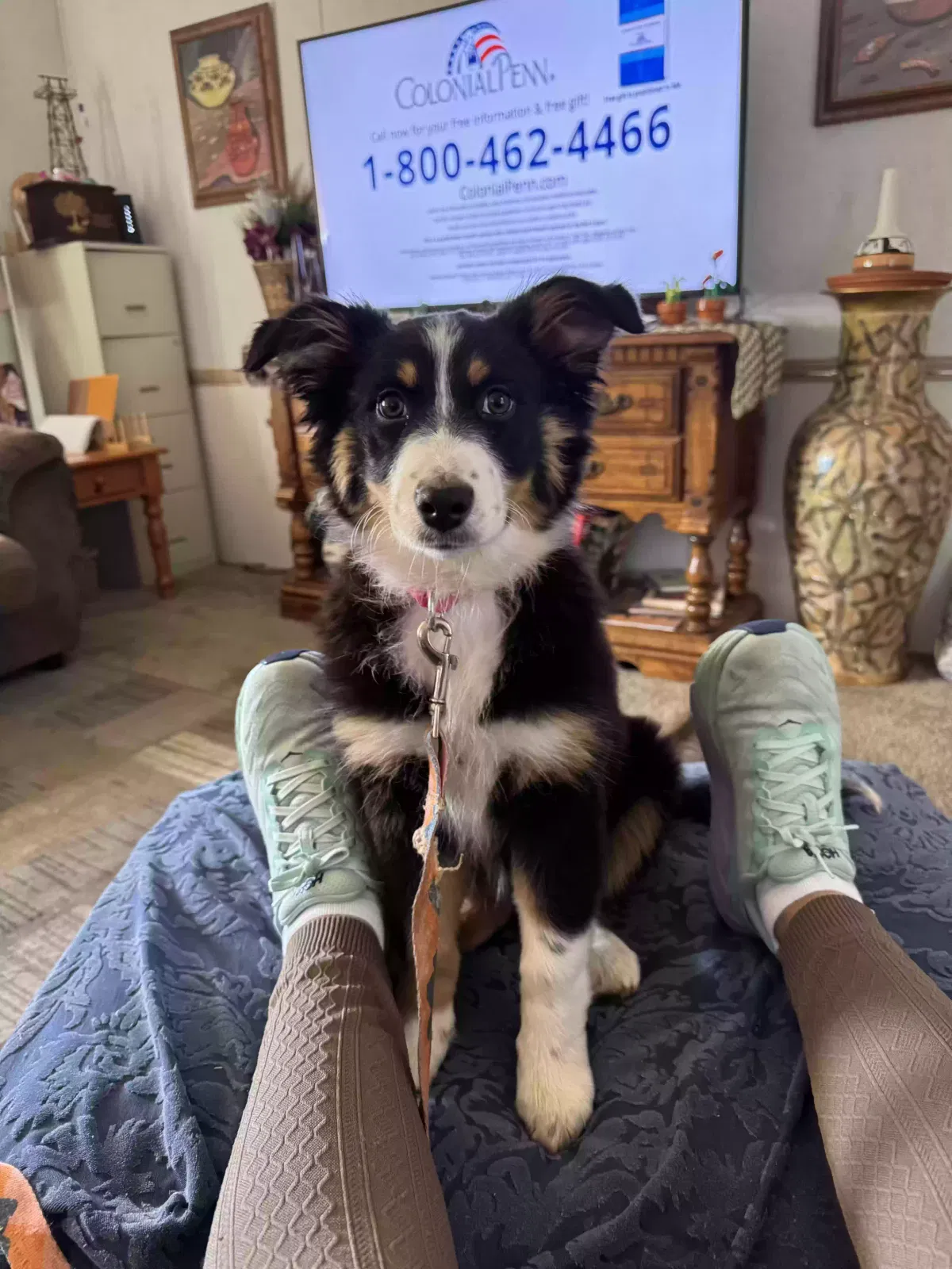 Lost dog in Shawnee, OK, 74804