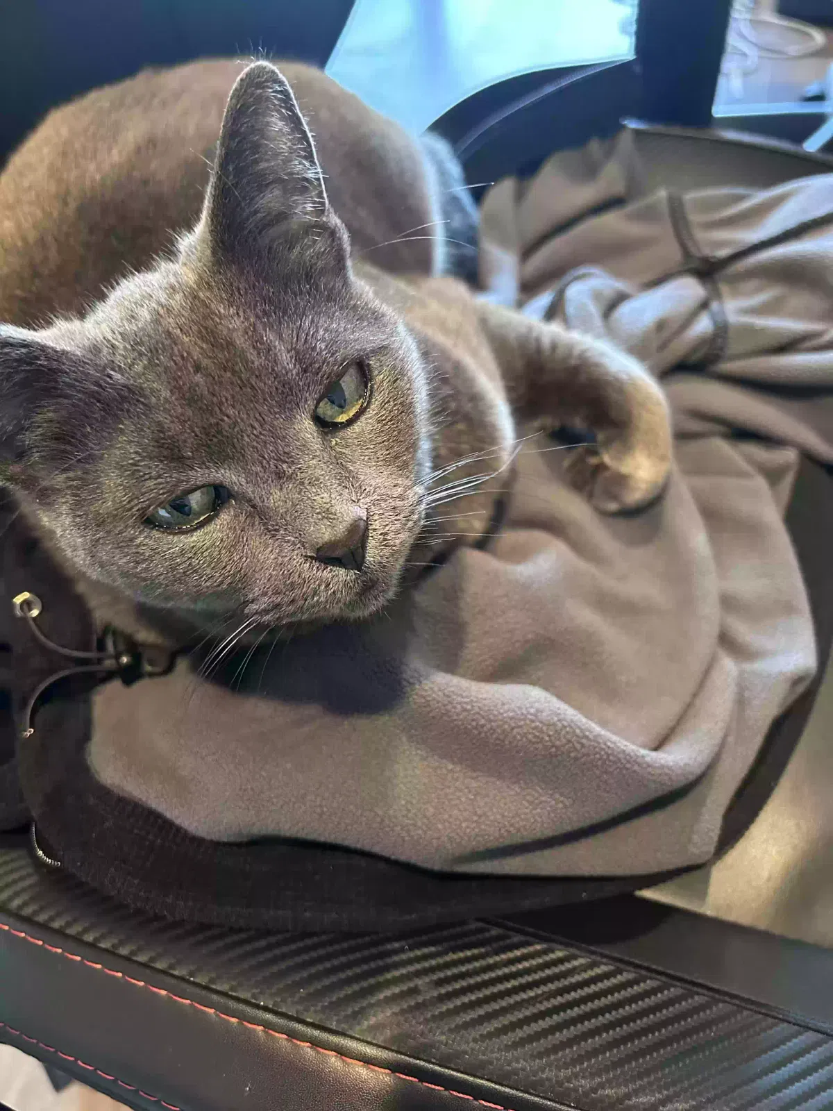 Lost cat in San Mateo, CA, 94403