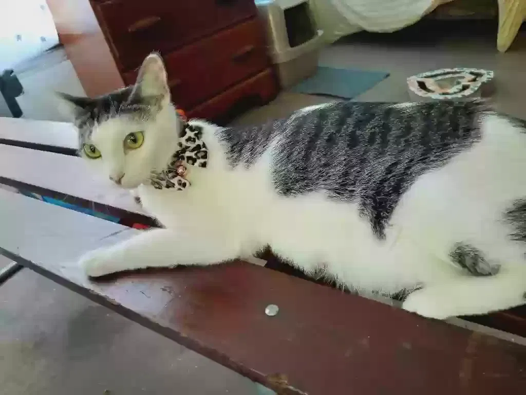 Lost cat in Port Richey, FL, 34668