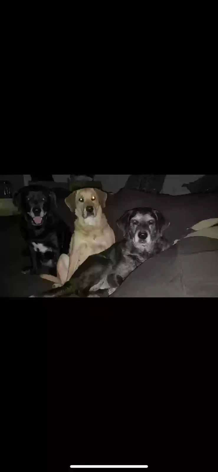 Lost dog in Stokesdale, NC, 27357