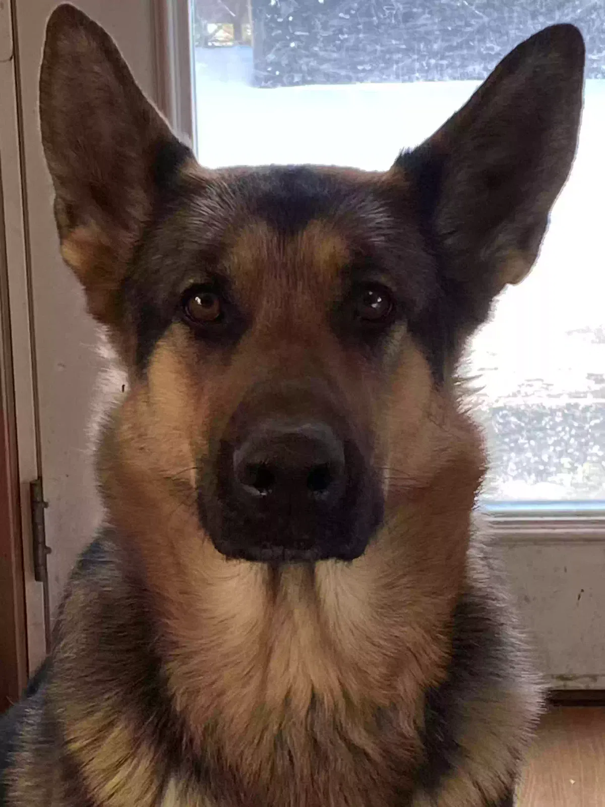 Lost dog in Jamestown, NY, 14701