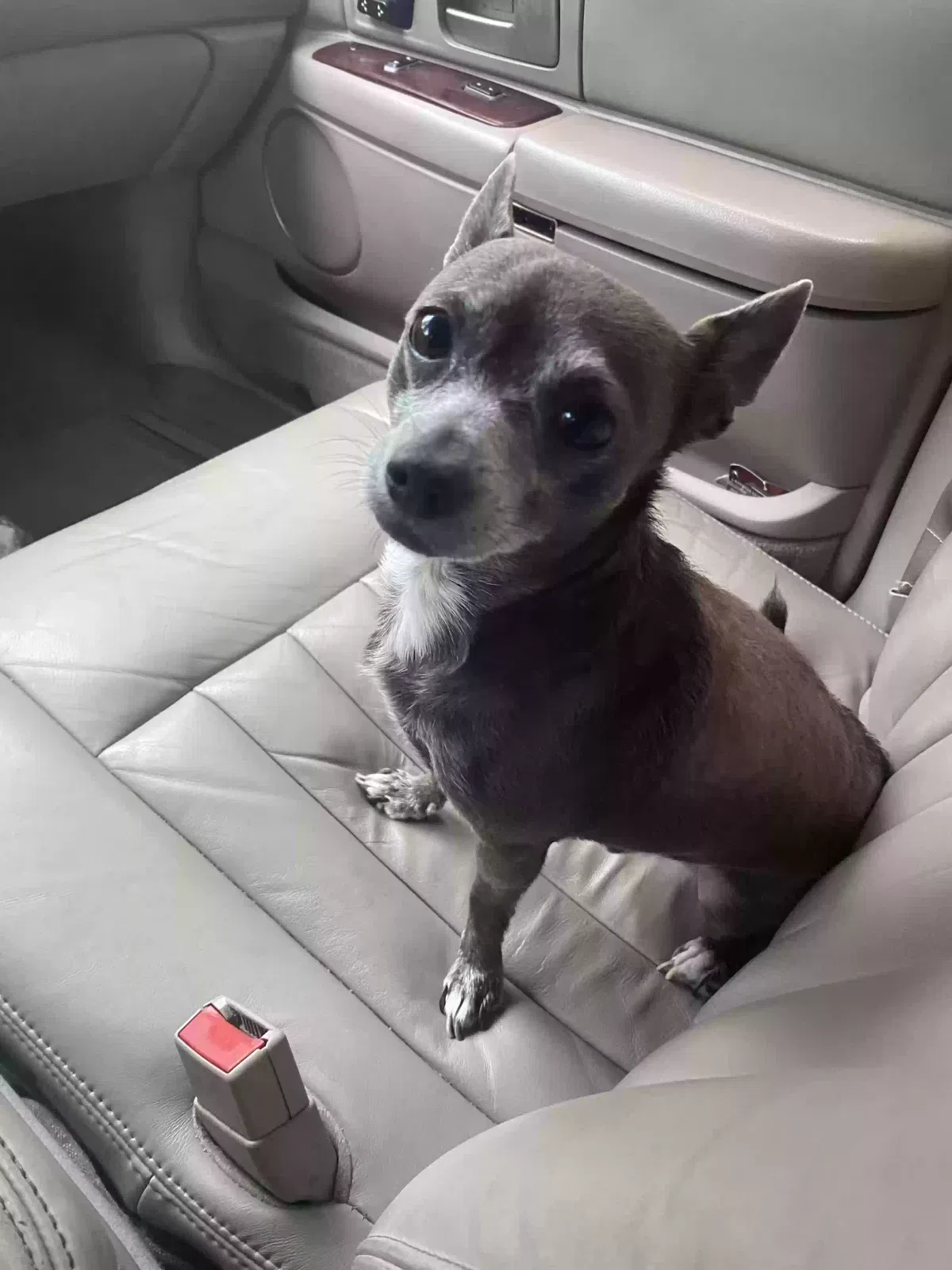 Lost dog in San Antonio, TX, 78214