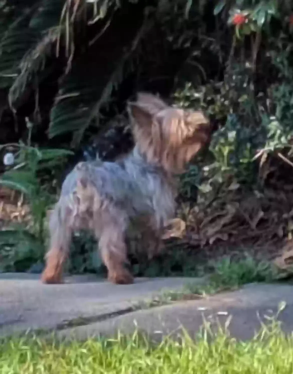 Lost dog in Katy, TX, 77449