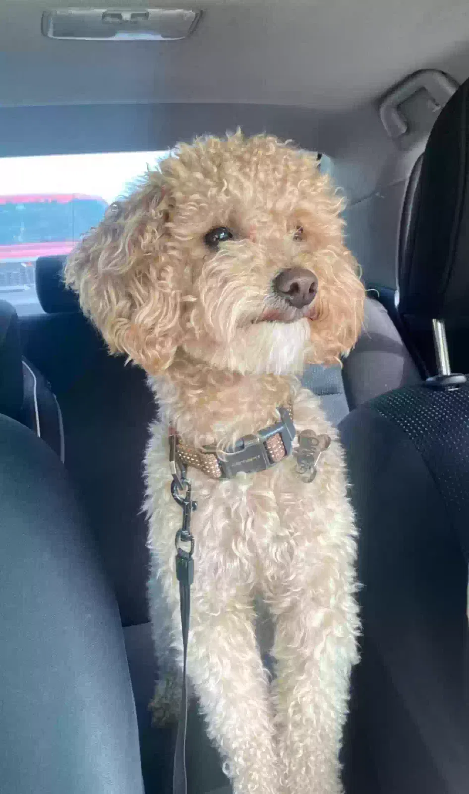 Lost dog in Houston, TX, 77066