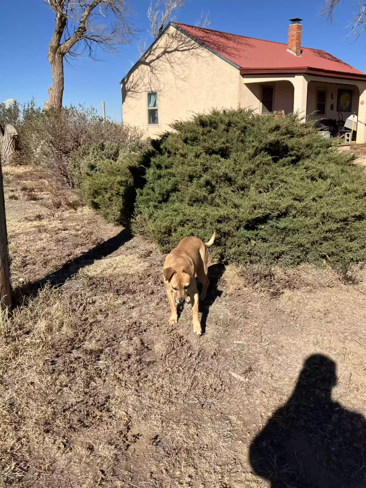 Lost dog in Adrian, TX, 79001