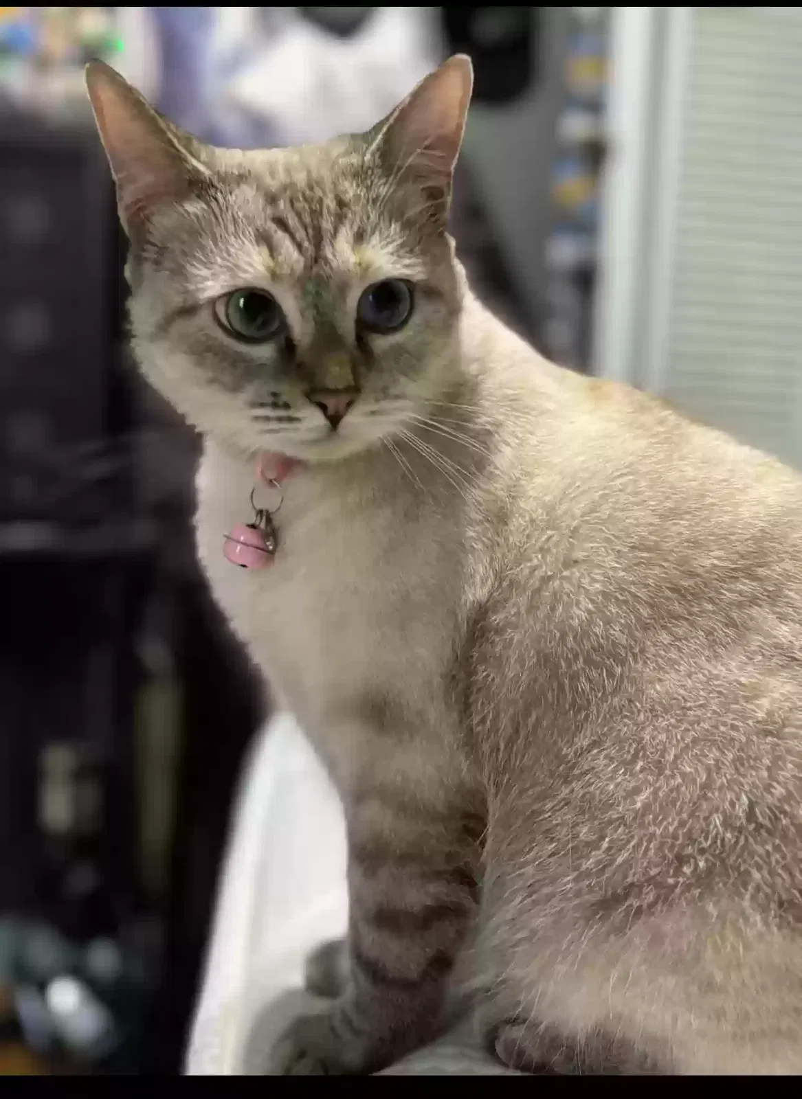 Lost cat in Griffin, GA, 30223