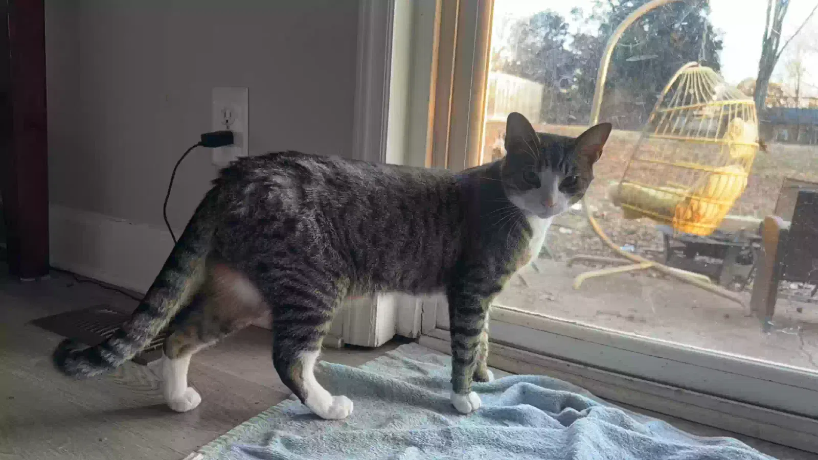 Lost cat in Charlotte, NC, 28213