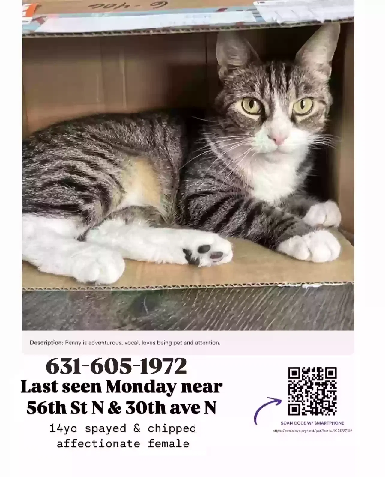 Lost cat in Saint Petersburg, FL, 33710