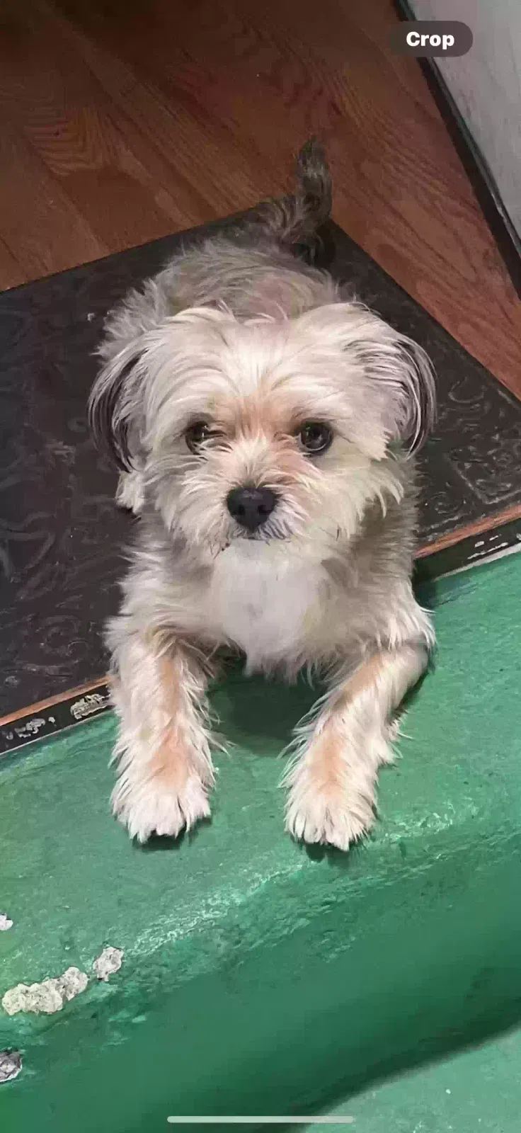 Lost dog in Bronx, NY, 10452