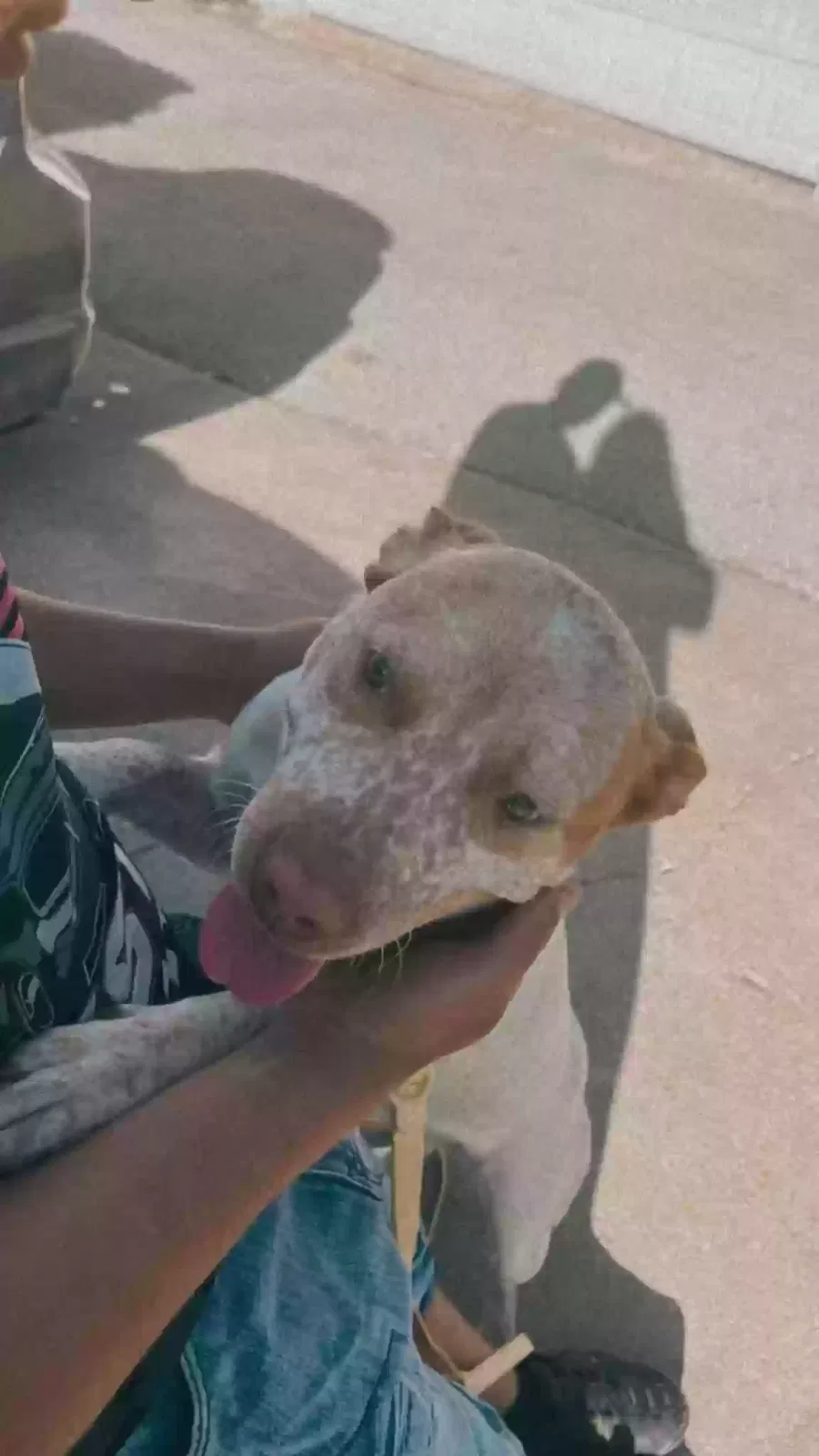 Lost dog in Unknown, MO, 6316
