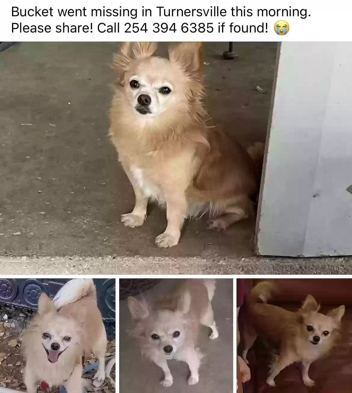 Lost dog in Gatesville, TX, 76528