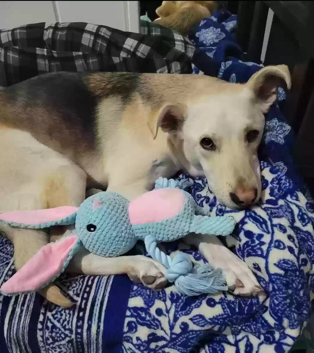 Lost dog in San Diego, CA, 92102