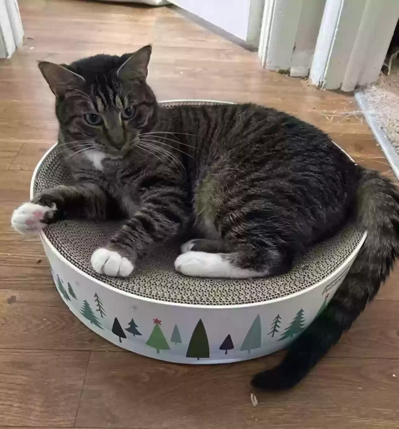 Lost cat in Henrico, VA, 23238