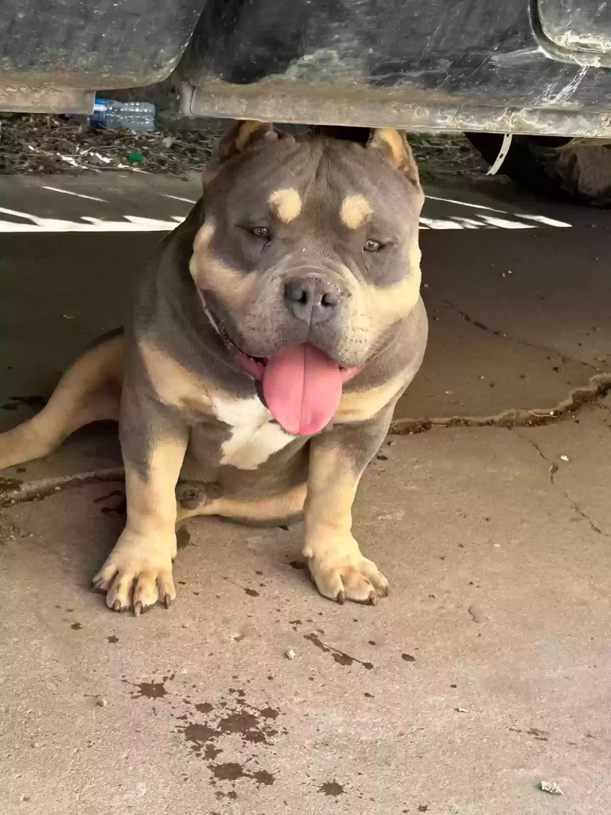Lost dog in Amarillo, TX, 79104