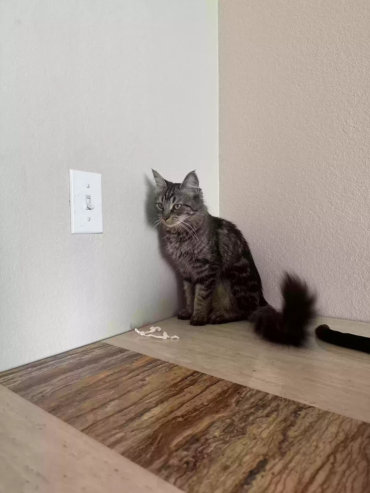 Lost cat in Chandler, AZ, 85226