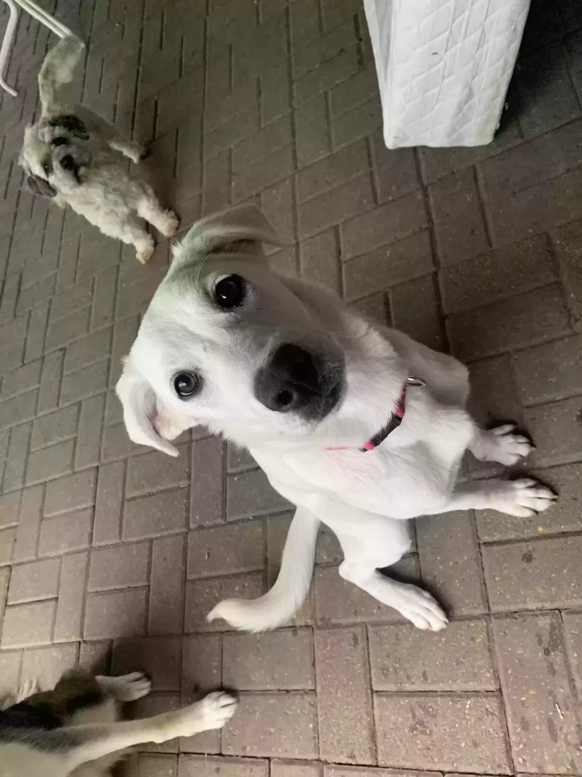 Lost dog in Houston, TX, 77075
