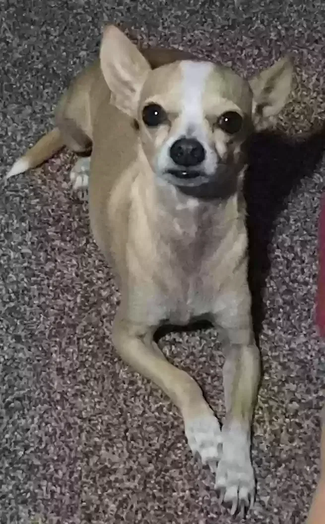 Lost dog in Bakersfield, CA, 93309