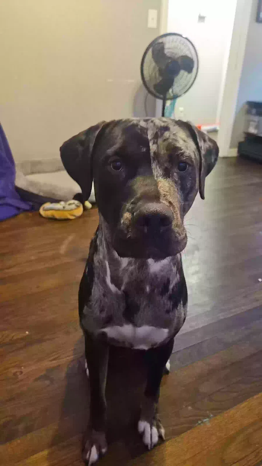 Lost dog in Ione, CA, 95640