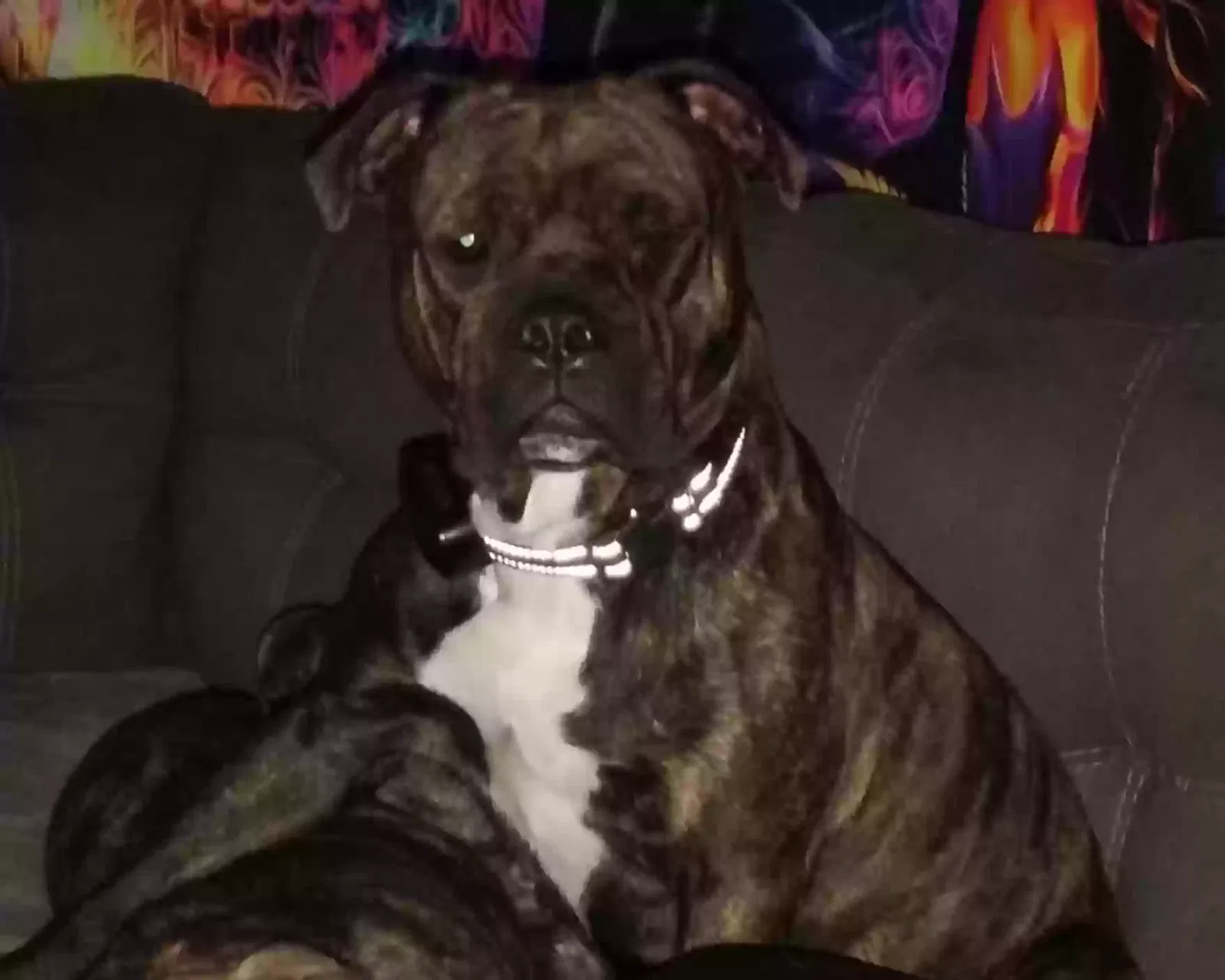 Lost dog in Dayton, OH, 45439
